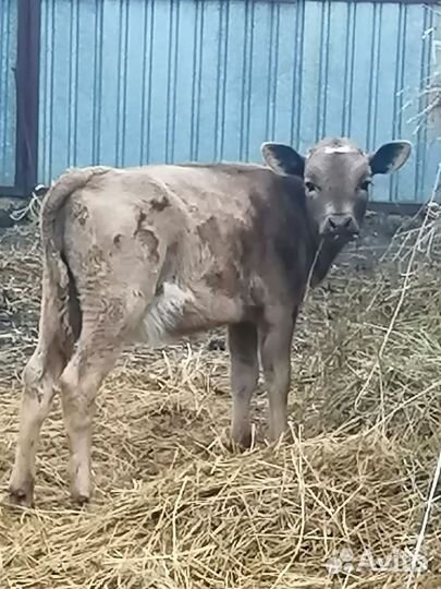 Телята (бычок и тёлочка)