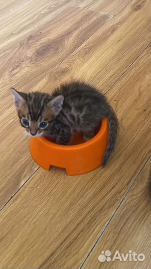 Бенгальские котята