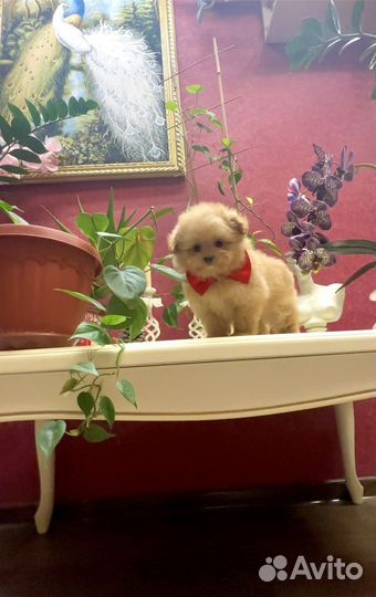 Мальтипу девочки и мальчики