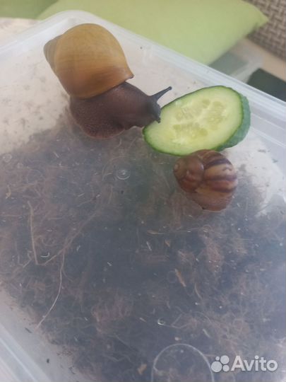 Отдам в добрые руки улиток архахатин