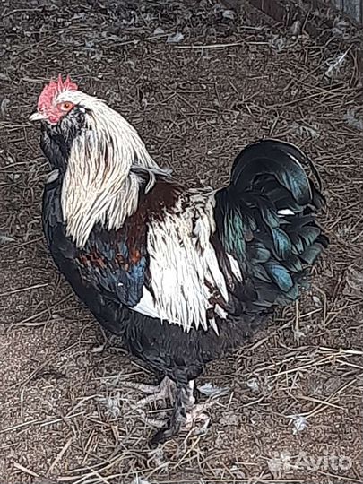 Петухи породистые