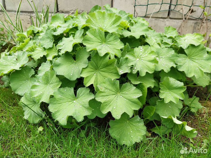 Растения для сада