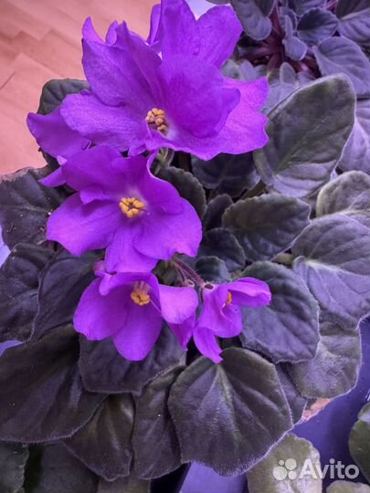 Сортовые фиалки