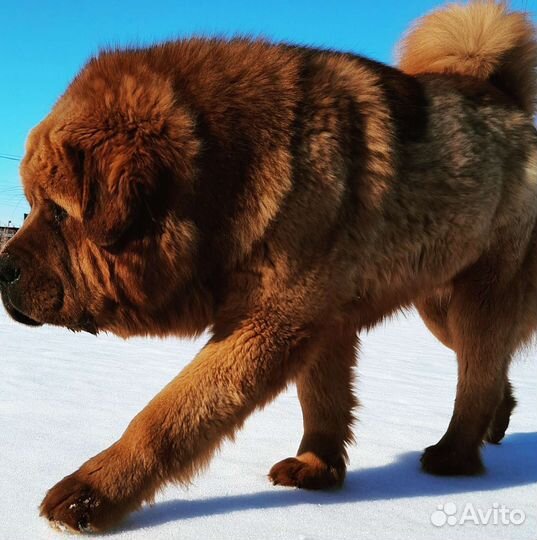 Вязка Тибет