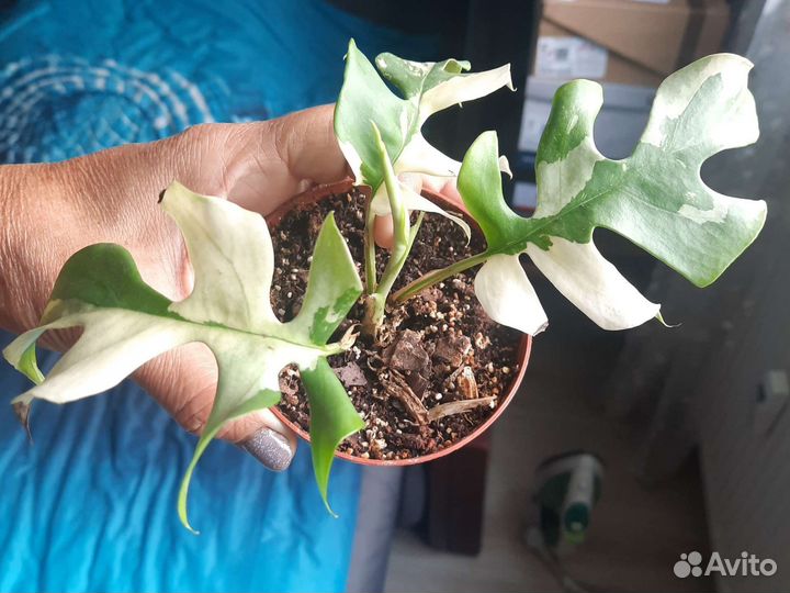 Рафидофора тетрасперма вариегатная