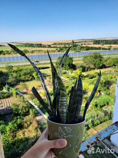 Сансевиерия