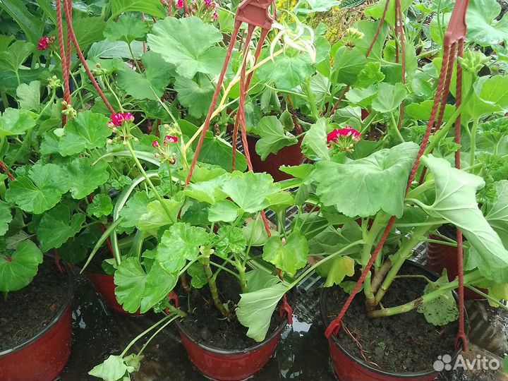 Многолетние цветы