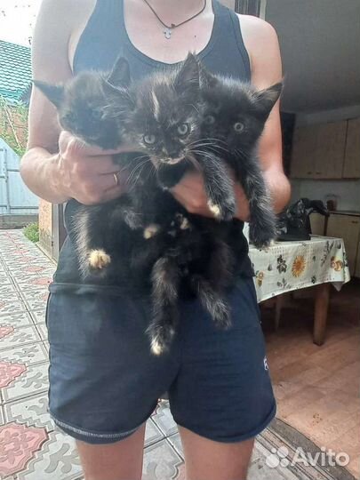 Отдам бесплатно