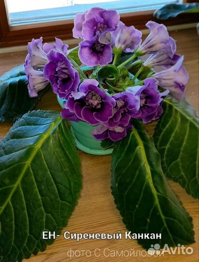 Глоксиния махровая