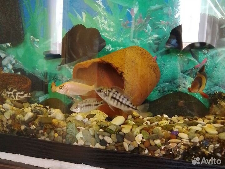 Взрослые Цихлиды