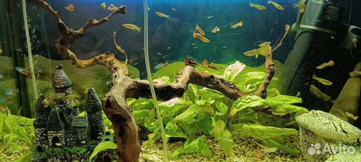 Рыбки гуппи анциструсы