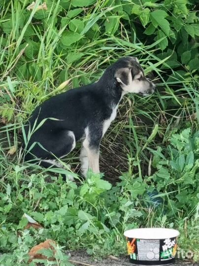 Щенок на трассе