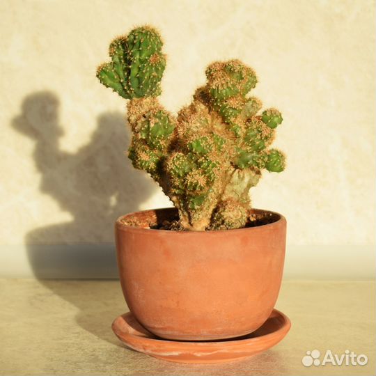 Кактус Цереус Перуанский, в горшке