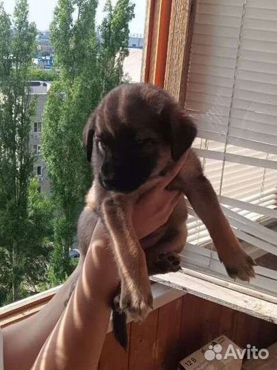 Собака в добрые руки щенок