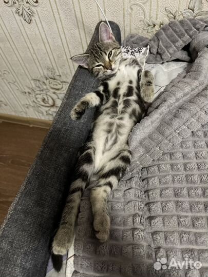 Отдам кошечку