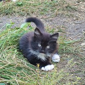 Котята в добрые руки бесплатно