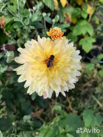 Хризантемы мультифлора