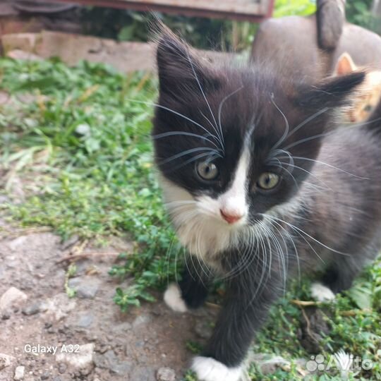 Кошка в дар бесплатно