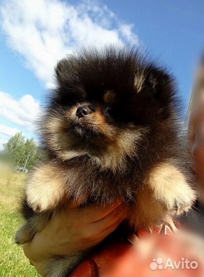 Померанский шпиц мини