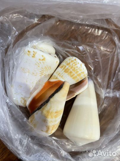 Морские ракушки раковины