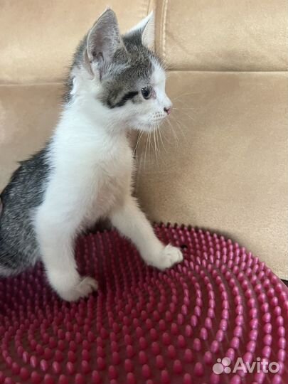 Котята в добрые руки бесплатно мальчик