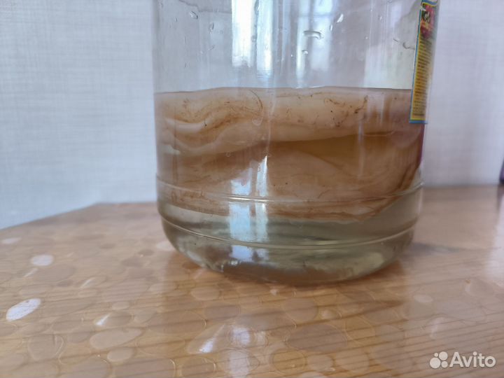 Чайный гриб