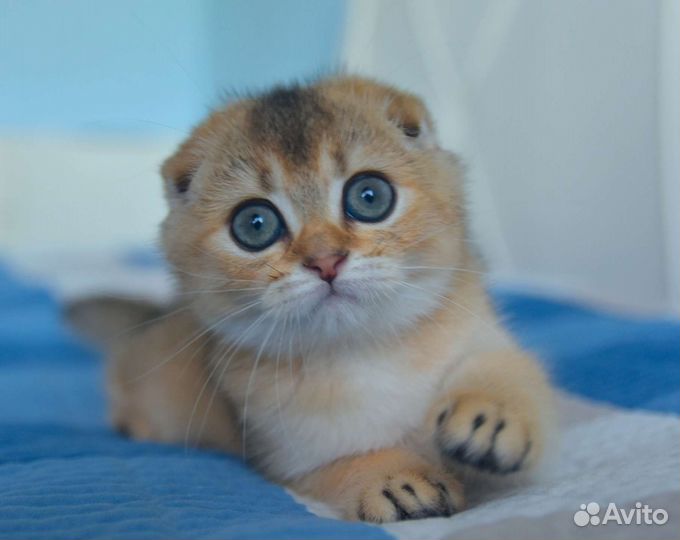 Шотландские вислоухие котята