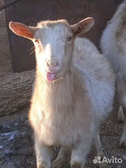 Зааненские козы,альпийские,ламанча