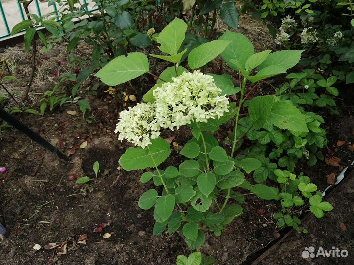 Гортензия. Грин