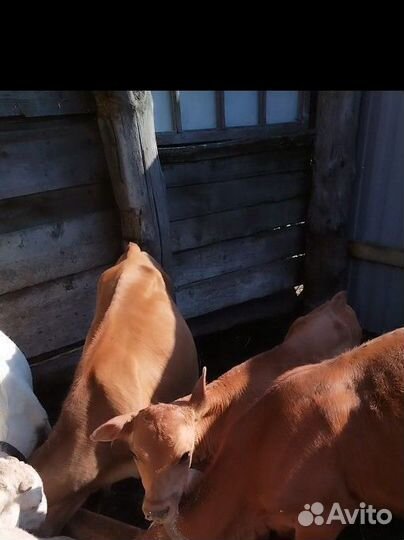 Тёлочки Джерси 1год 75%