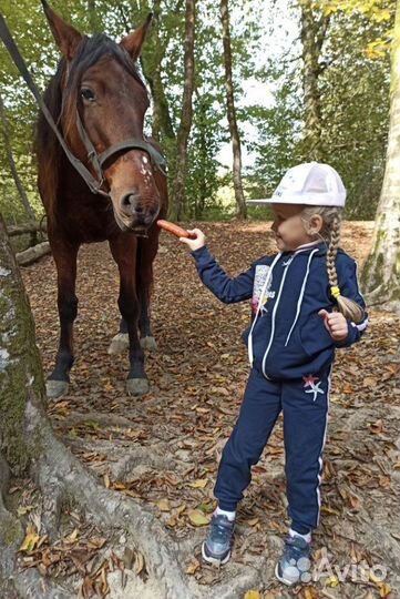 Конные прогулки в Адлере