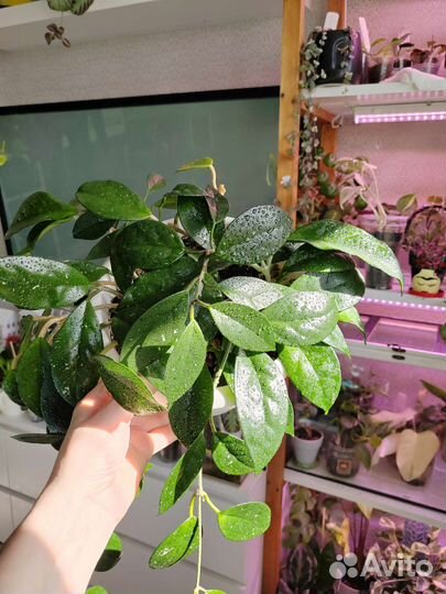 Хойя лакуноза