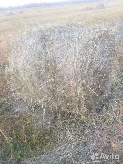 Сено в рулонах