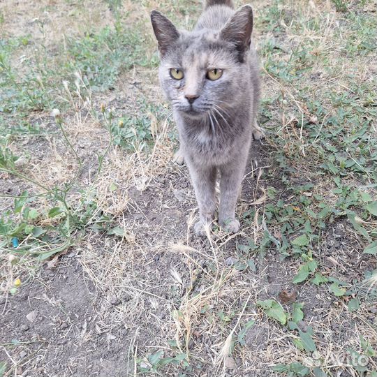Кошки в добрые руки