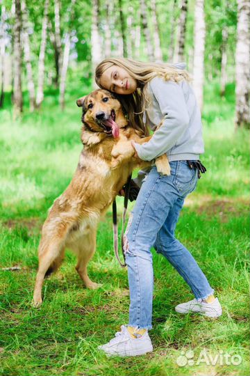 Пес из приюта