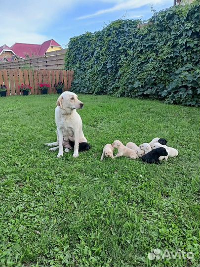 Щенки лабрадора