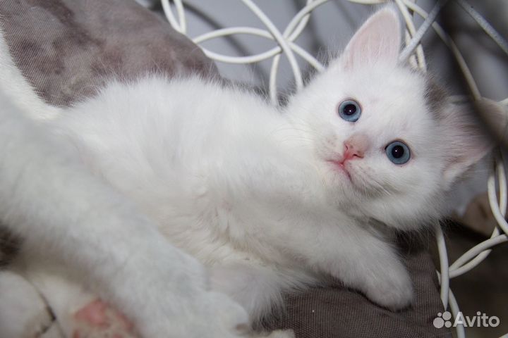 Котята сибирские