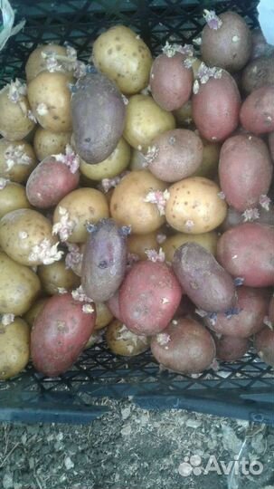 Семенной картофель