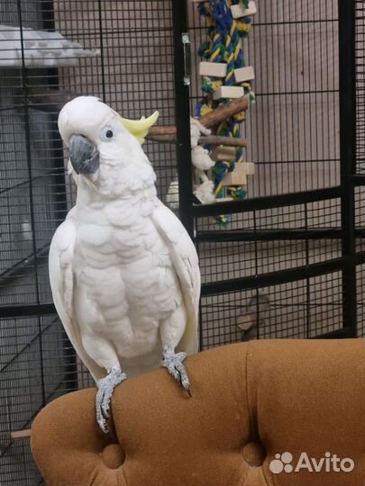 Большой попугай