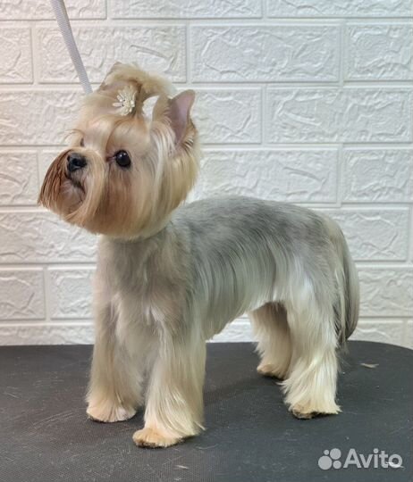 Грумер (стрижка собак)