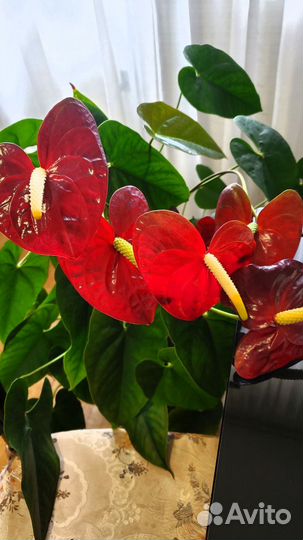 Антуриумы Дакота, Вайт Чемпион