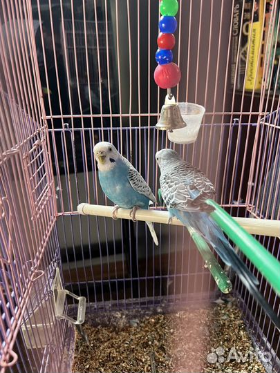 Волнистый попугай с клеткой