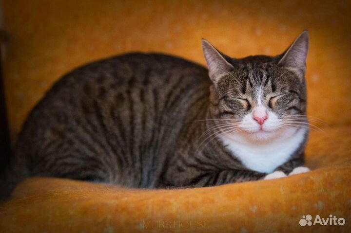 Котик Борька мечтает о семье