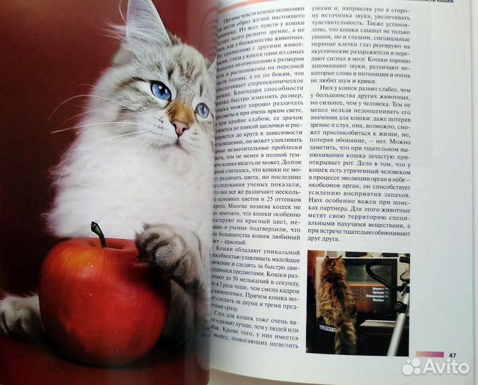 Сибирская кошка, альбом