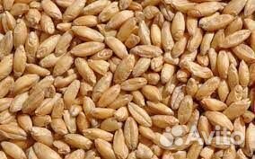 Продамзерно пшеницу