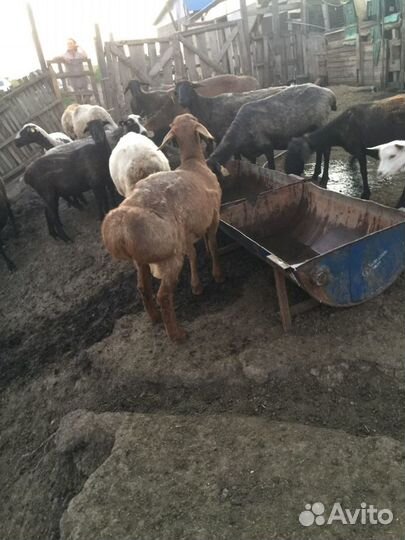 Гисарские бараны