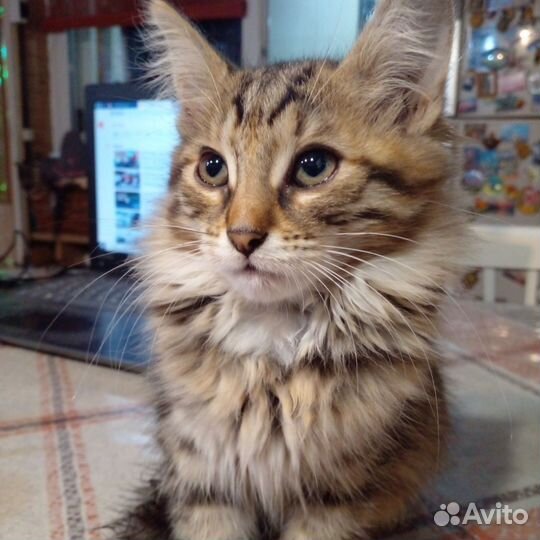 Кот,массовый,мать мессовая норвежская лесная