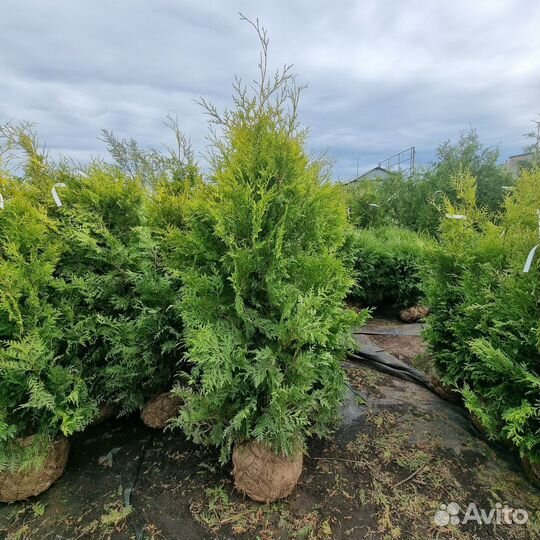 Туя западная Голден Брабант 140-160 см