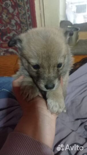 Щеночки в добрые руки