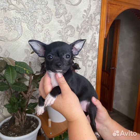 Щенки чихуахуа девочки